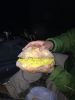 Filename=pan.jpg
Filesize=102KB
Dimensions=768x1024
Date added=Nov 25, 2013 pan.jpg